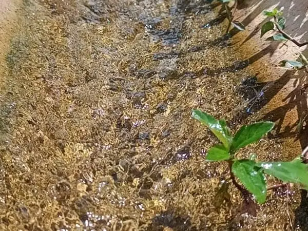 Água limpa correndo em canal natural em São Luís - MA