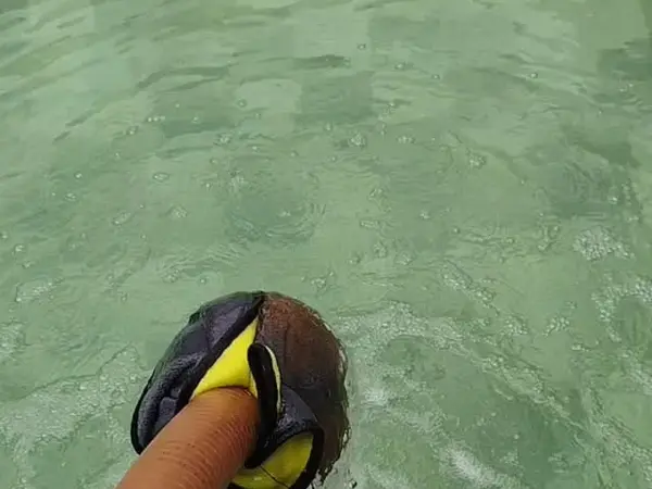 Mangote dentro da piscina em São Luís - MA